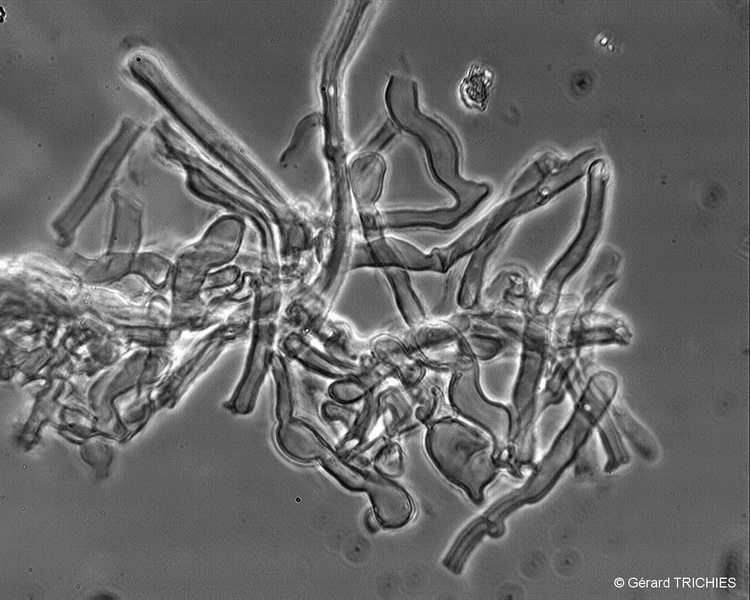 phlebia